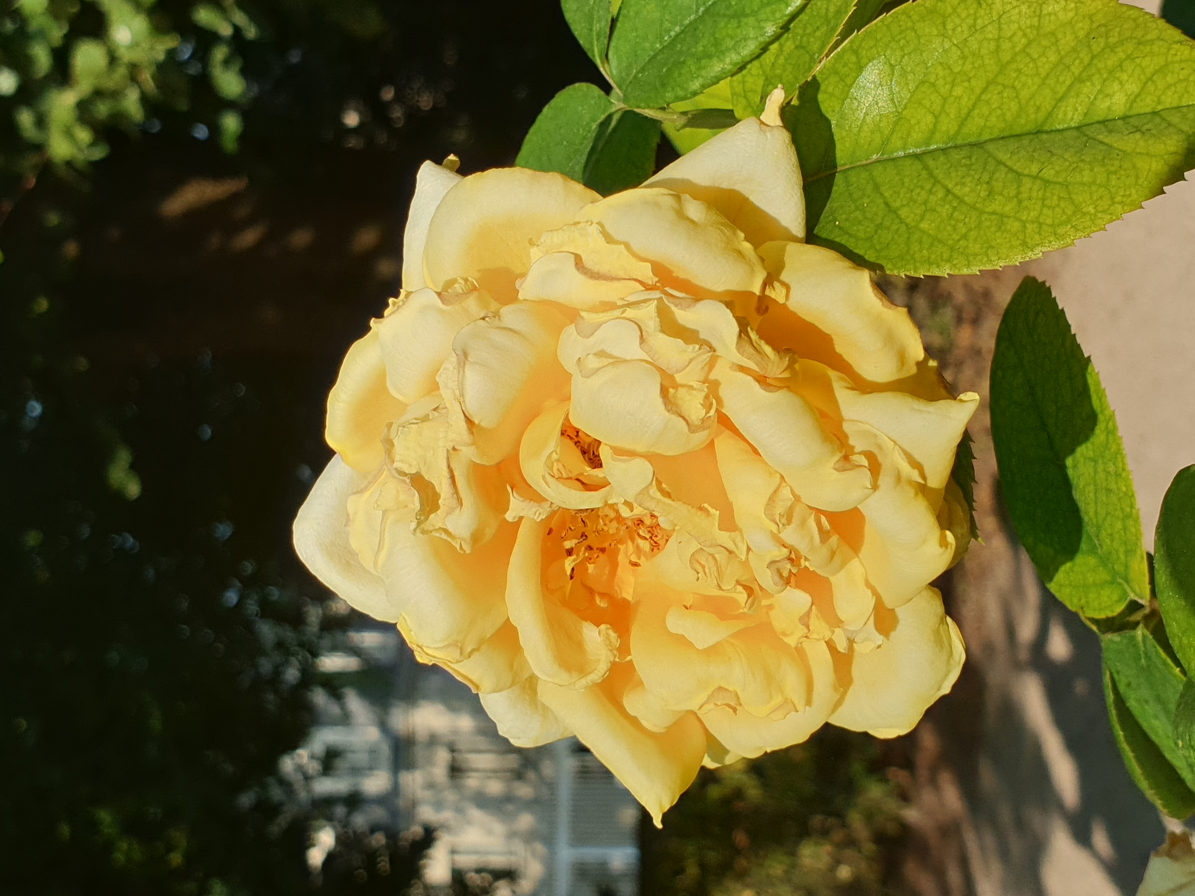 jardin-de-l-archeveche-bourges-rose-1.jpg