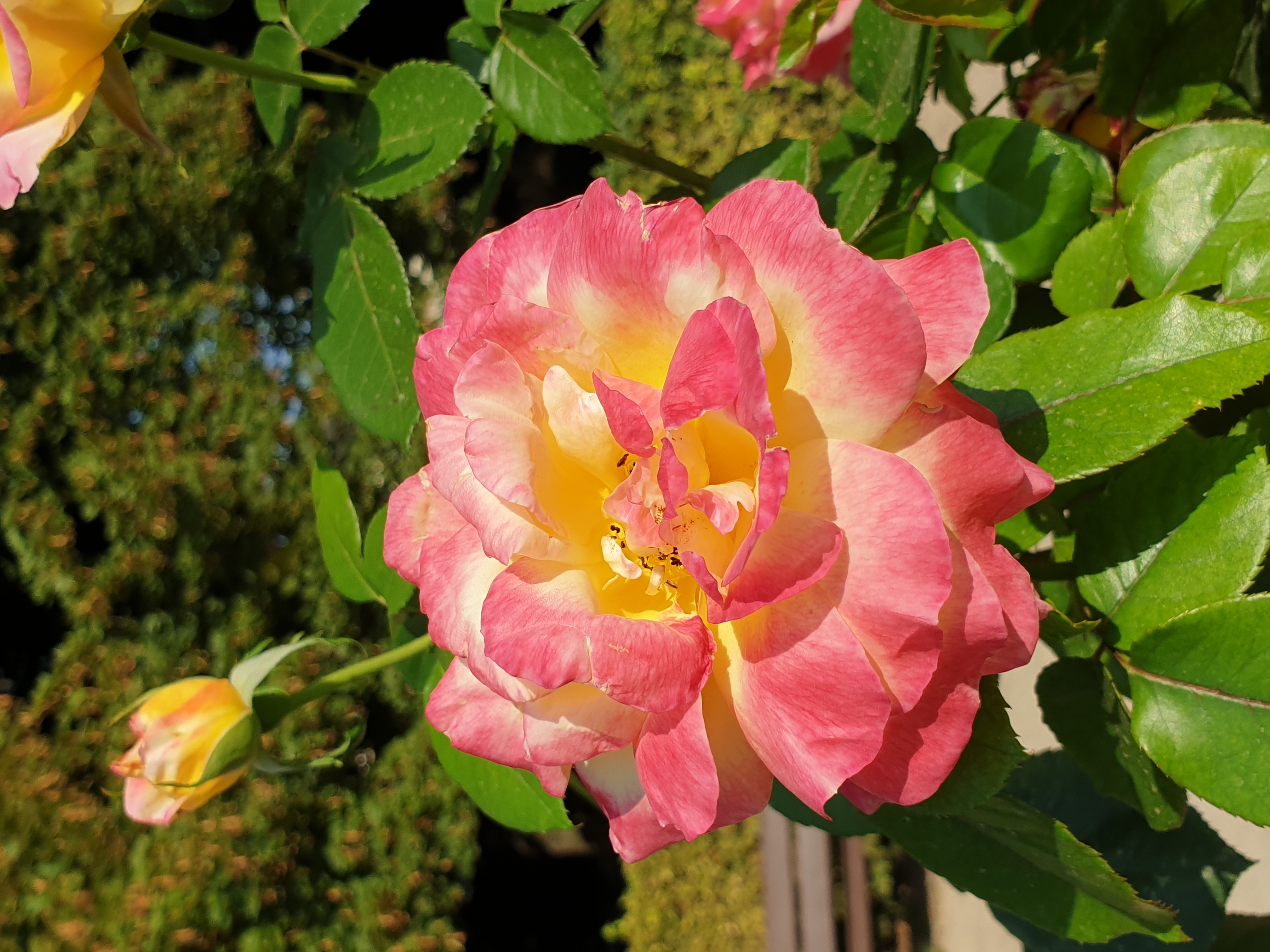 jardin-de-l-archeveche-bourges-rose-2.jpg