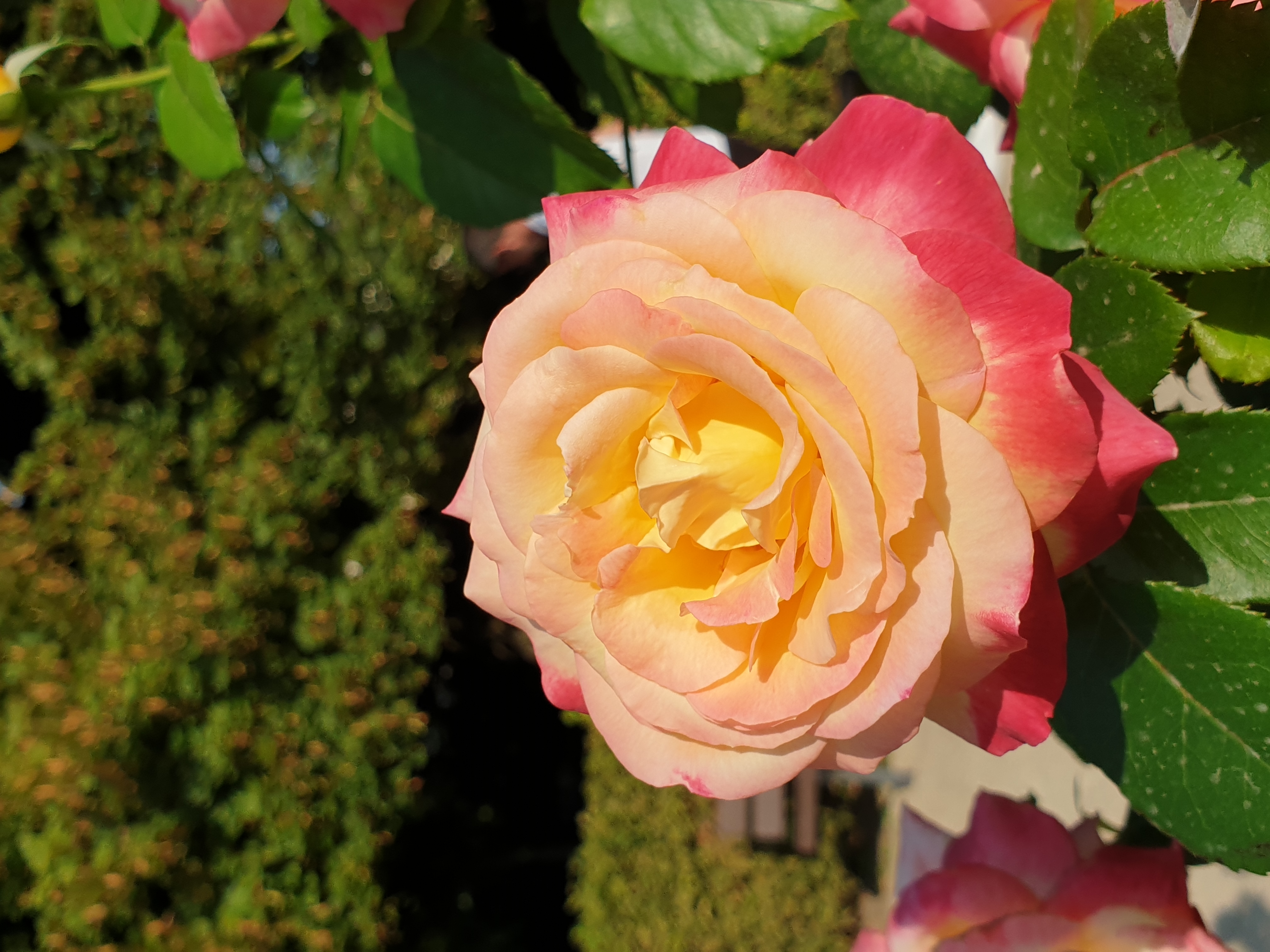 jardin-de-l-archeveche-bourges-rose-3.jpg