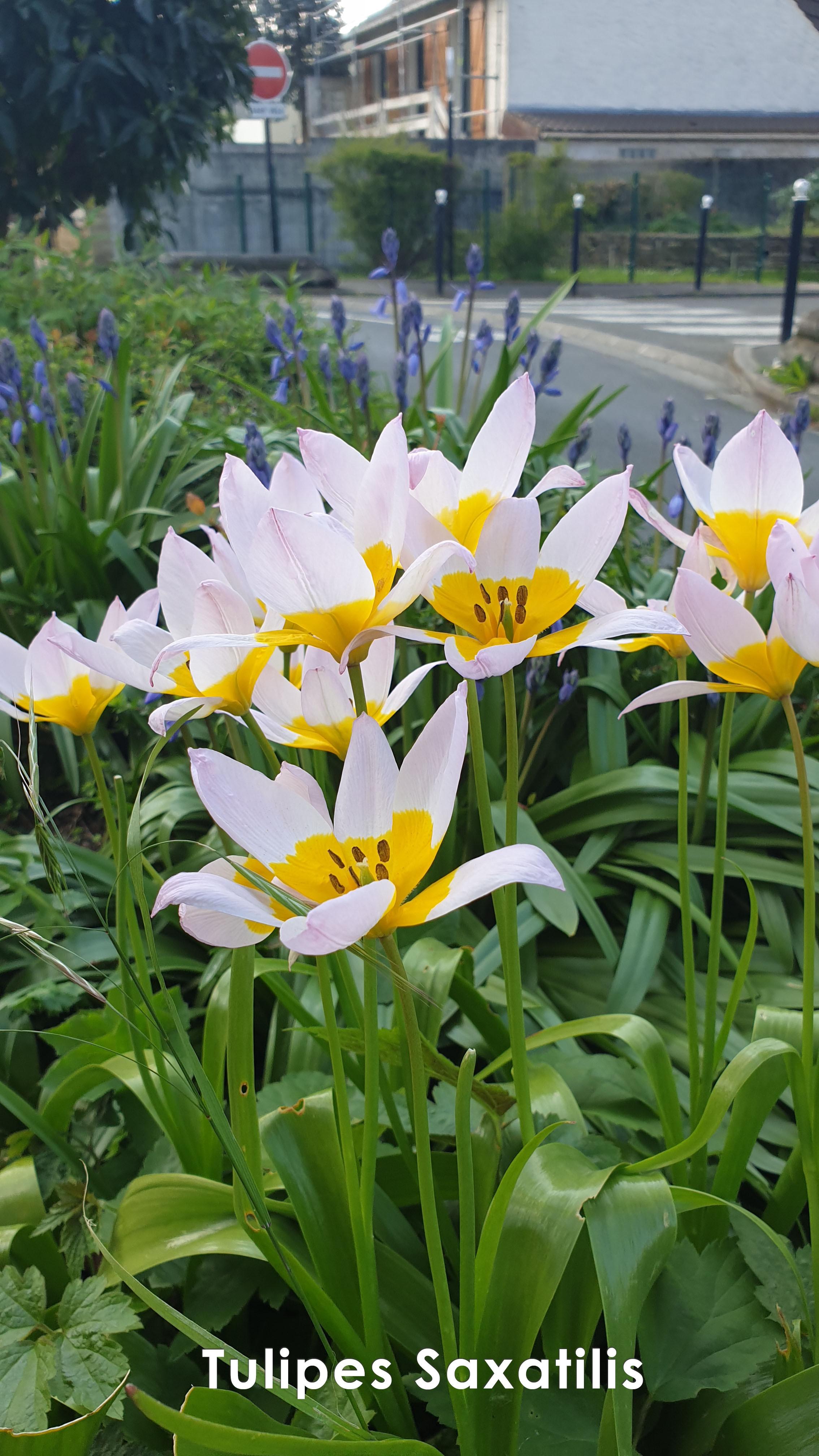 bord-de-marne-champigny-sur-marne-tulipes-saxatilis.jpg