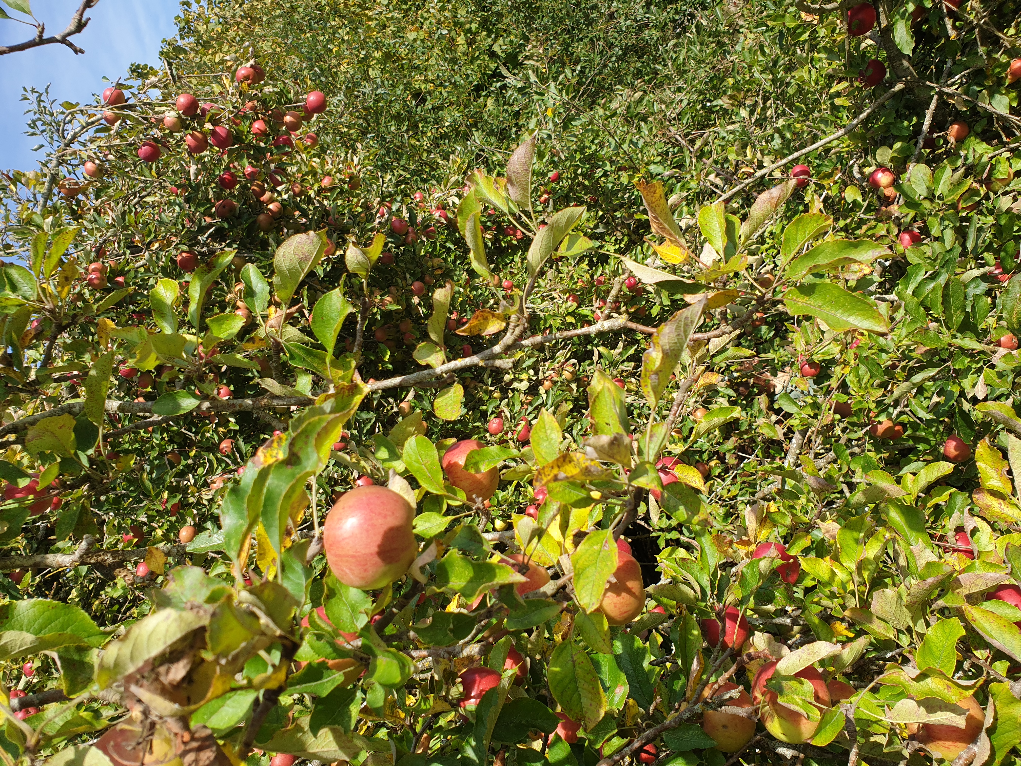 cueillette-pommes-gazeran-yvelines-2.jpg