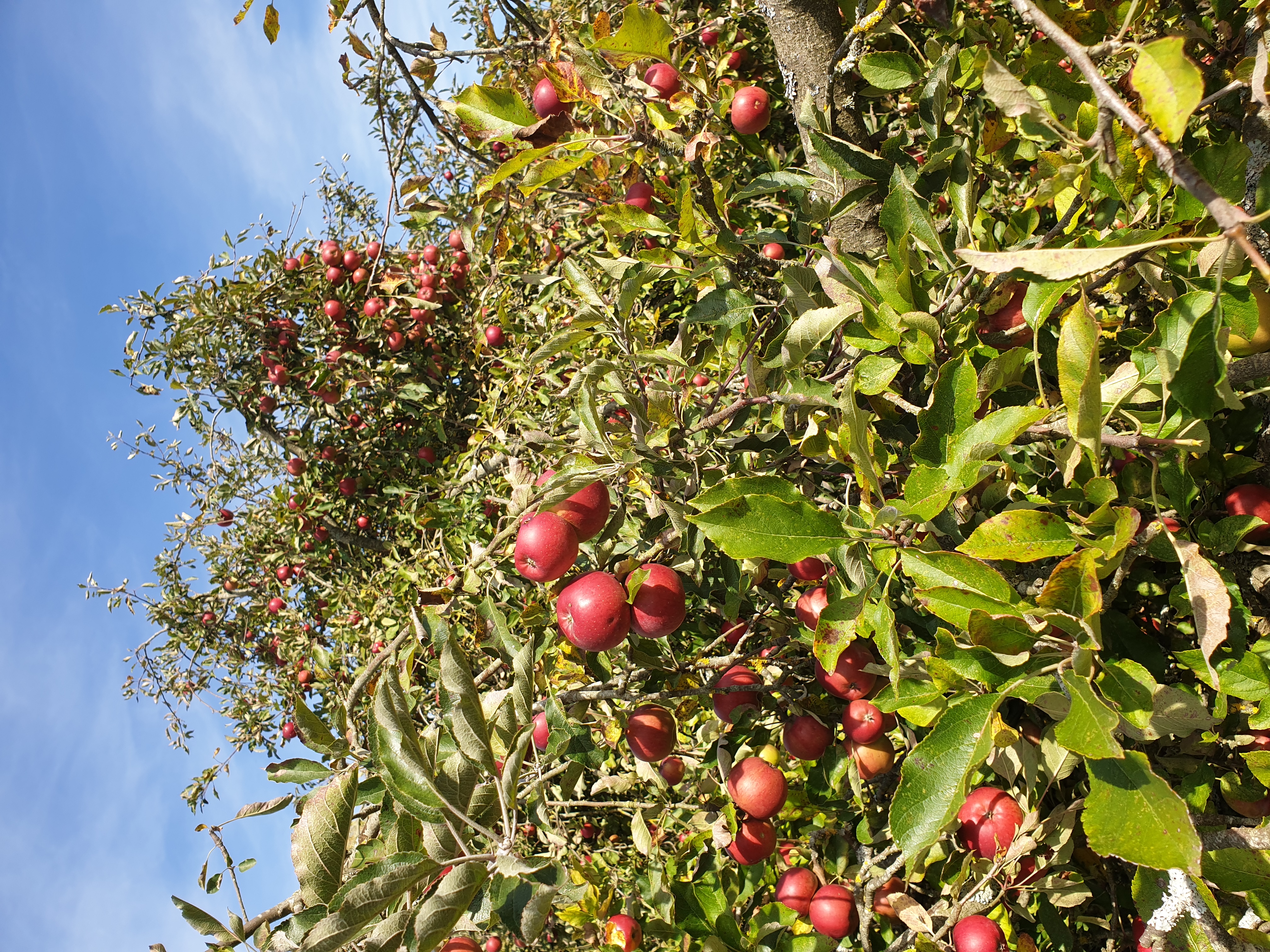 cueillette-pommes-gazeran-yvelines-3.jpg