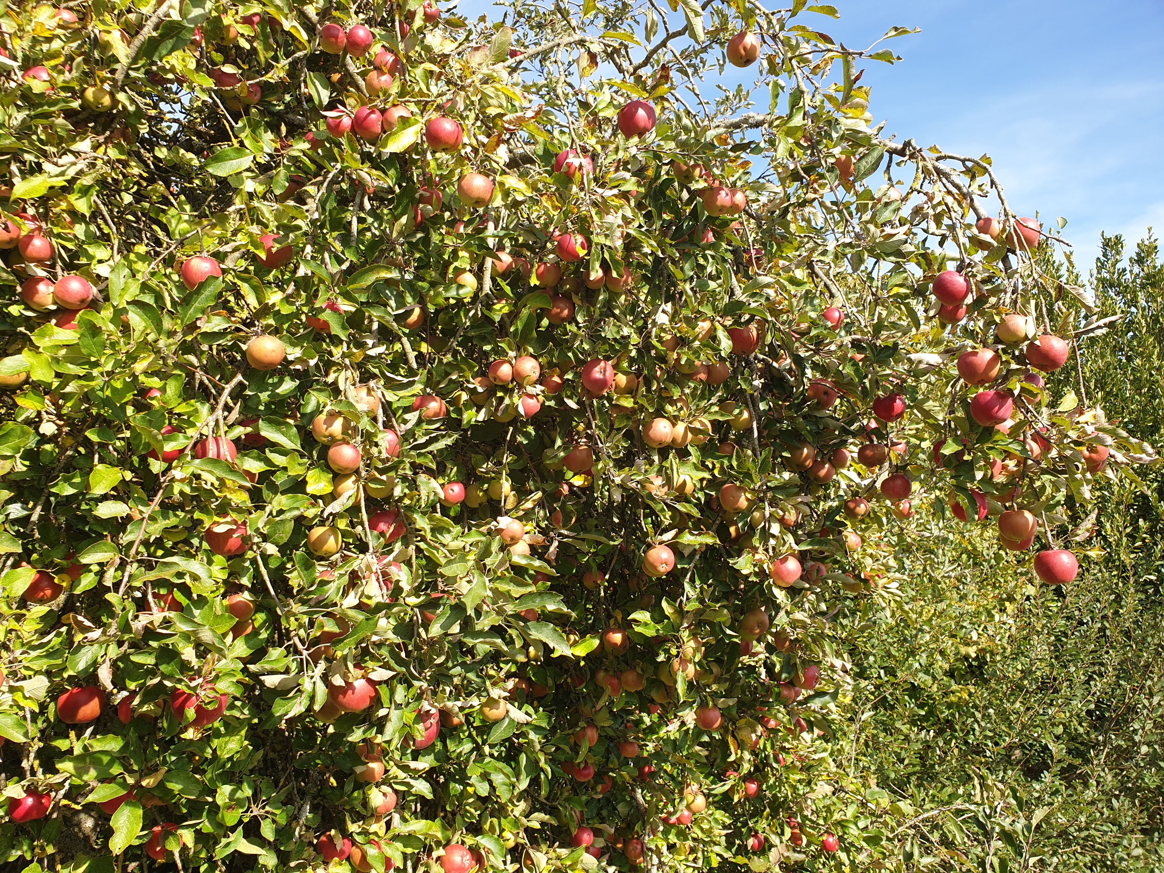 cueillette-pommes-gazeran-yvelines-4.jpg