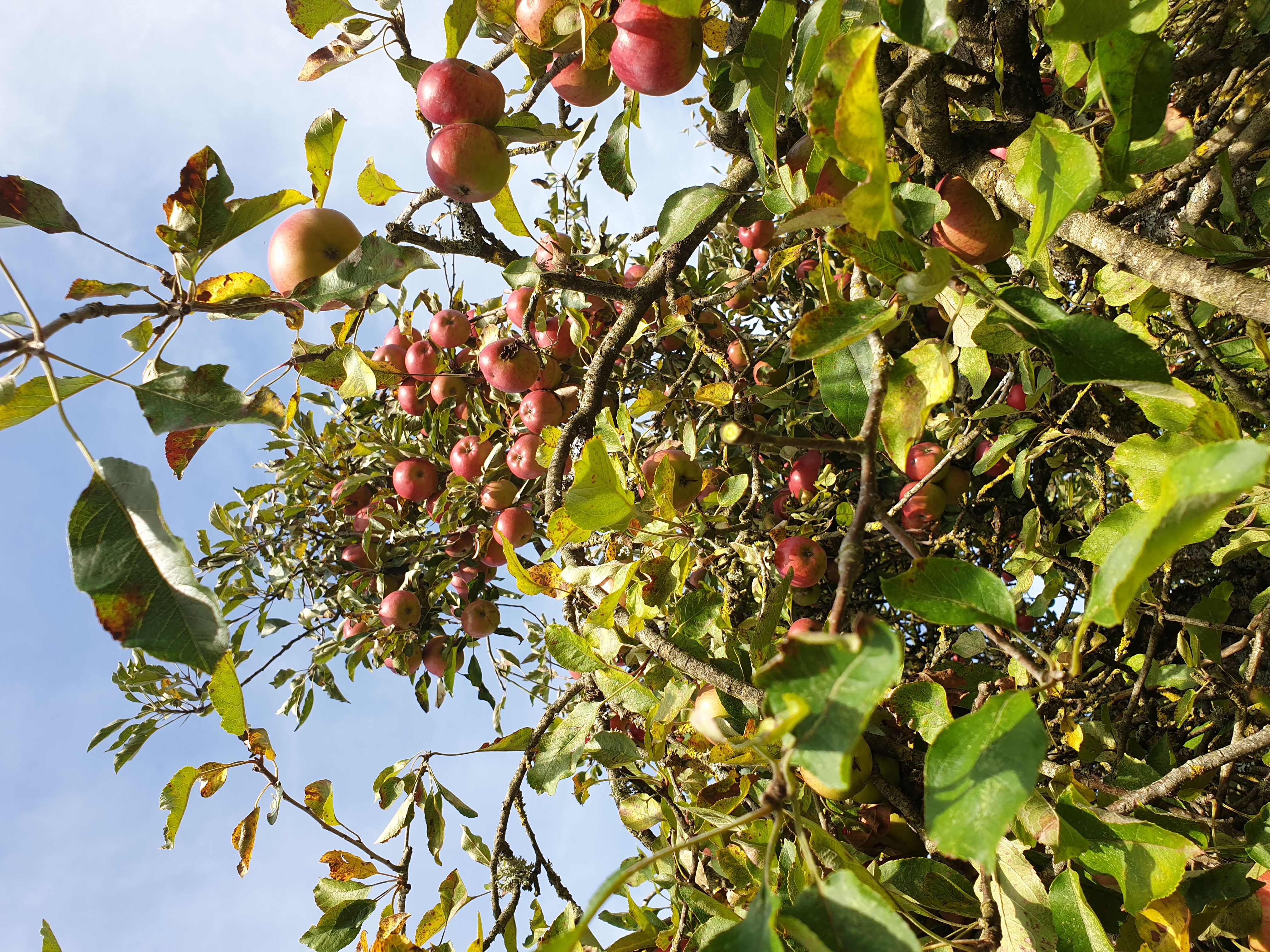 cueillette-pommes-gazeran-yvelines-5.jpg