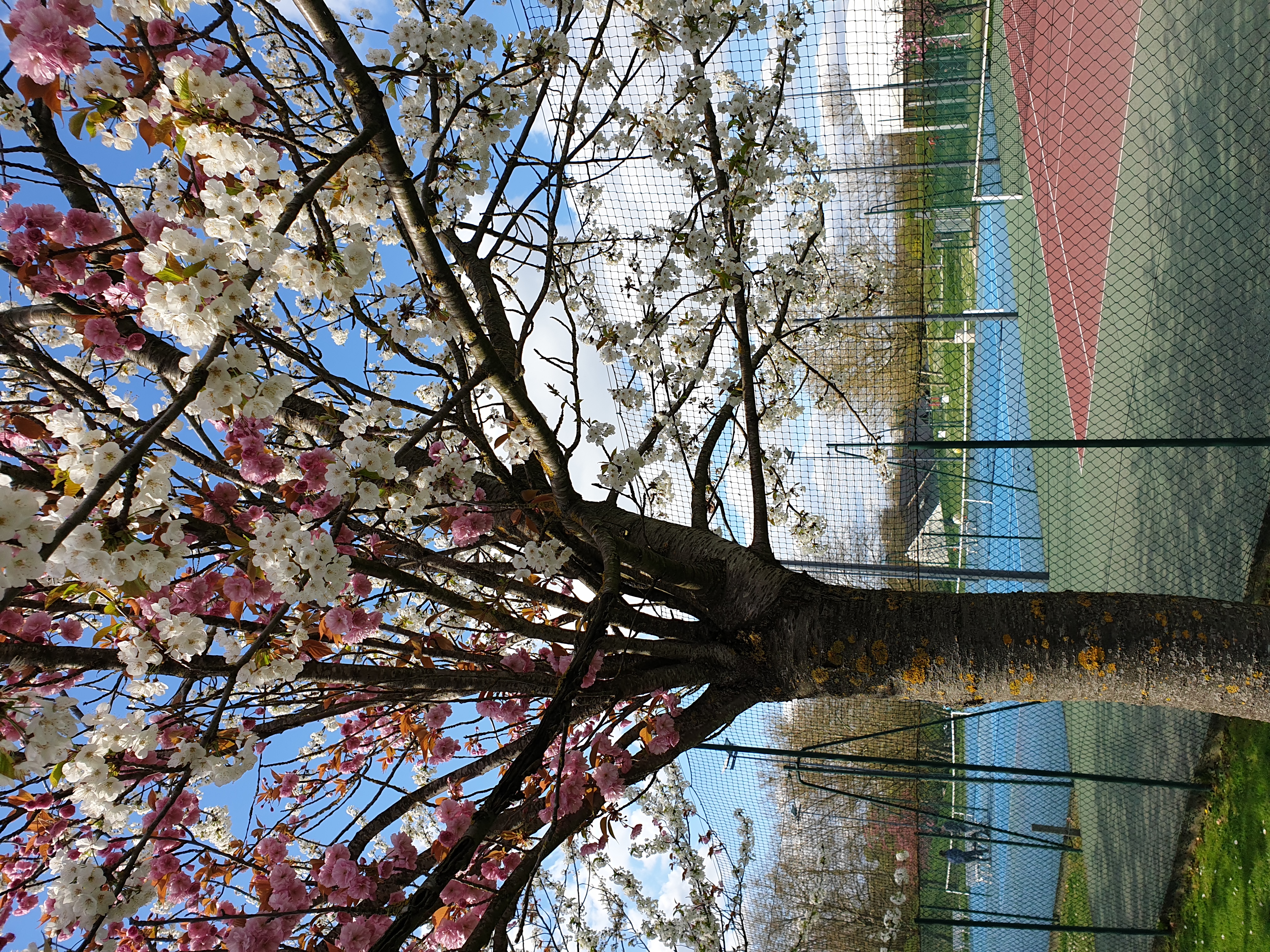 parc-du-tremblay-arbre-fleuri.jpg