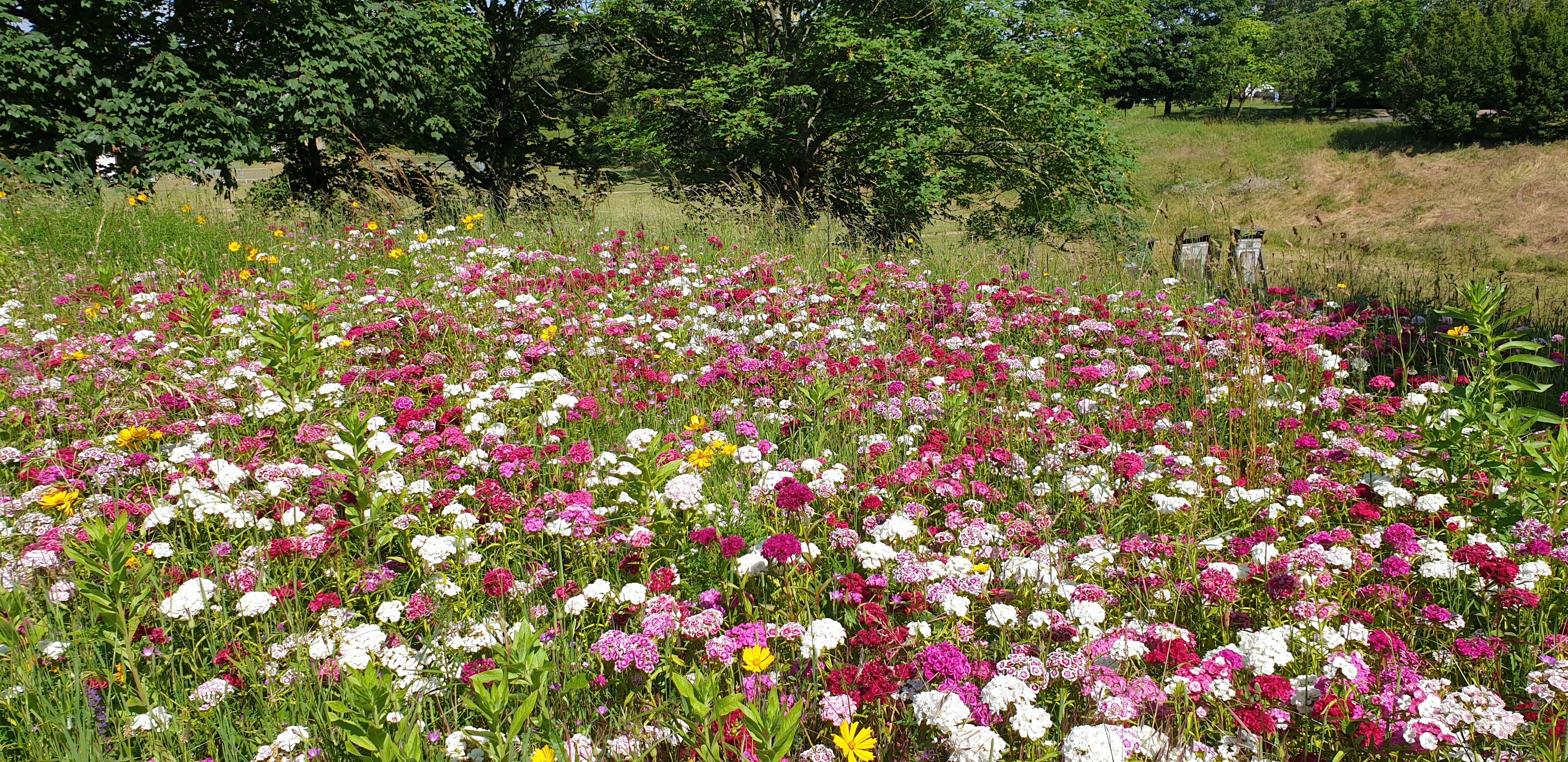 parc-du-tremblay-fleurs.jpg