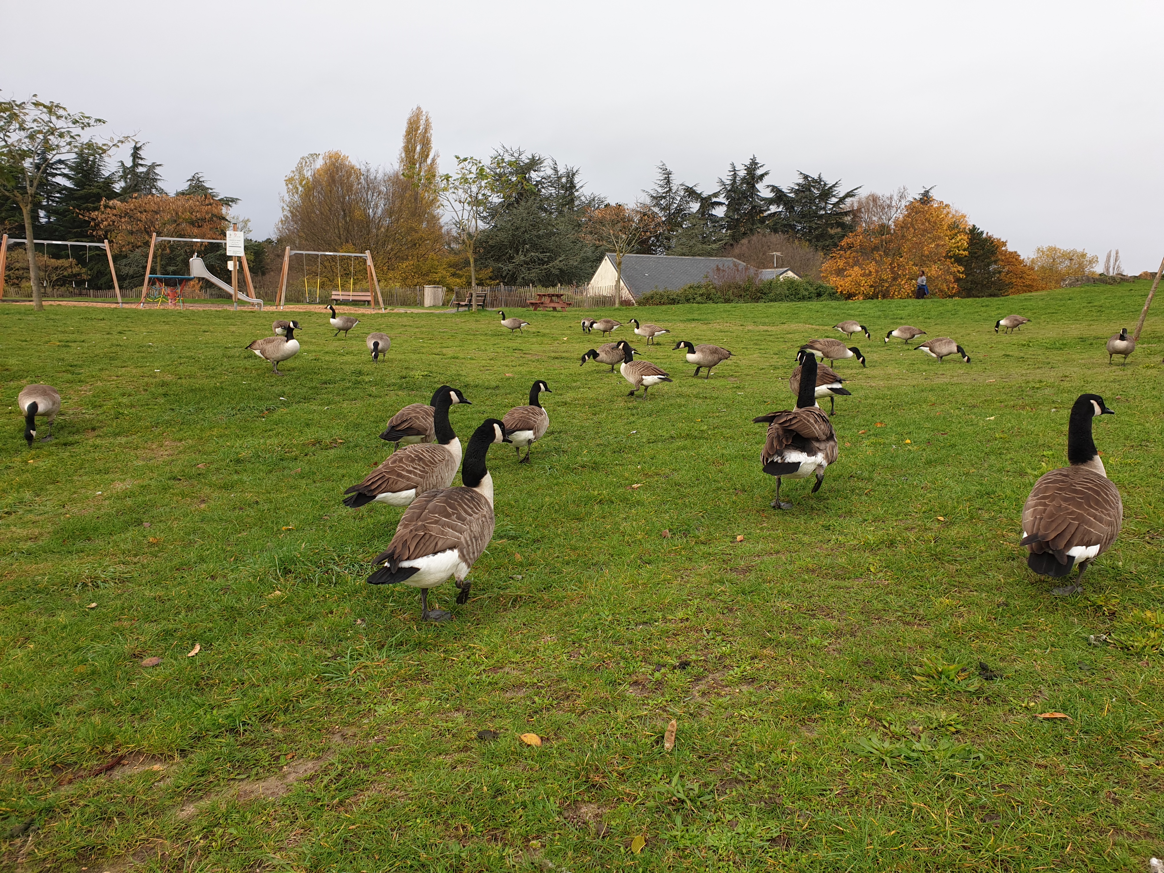 parc-du-tremblay-oies-bernaches.jpg