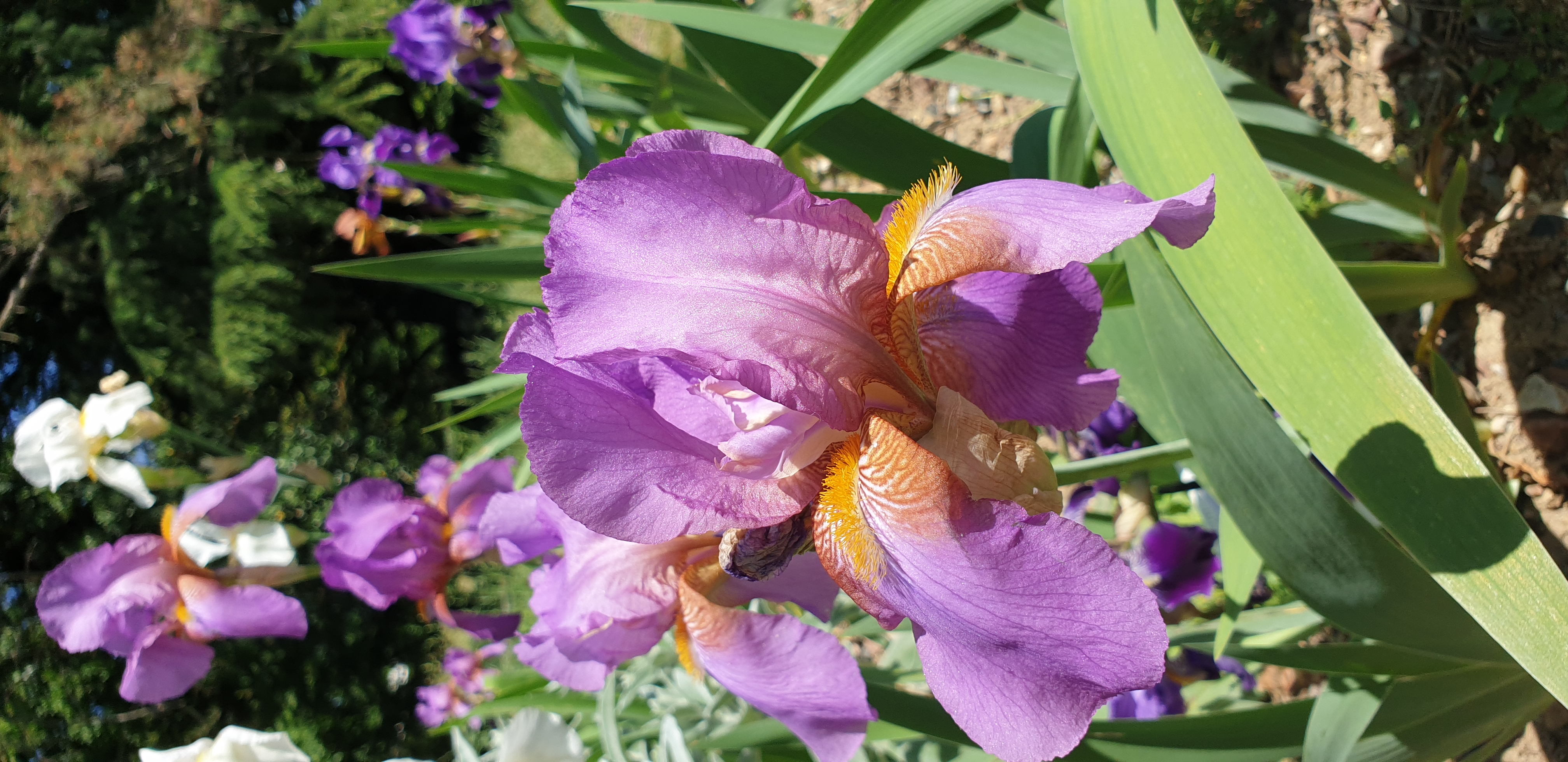 parc-floral-de-paris-iris-2.jpg