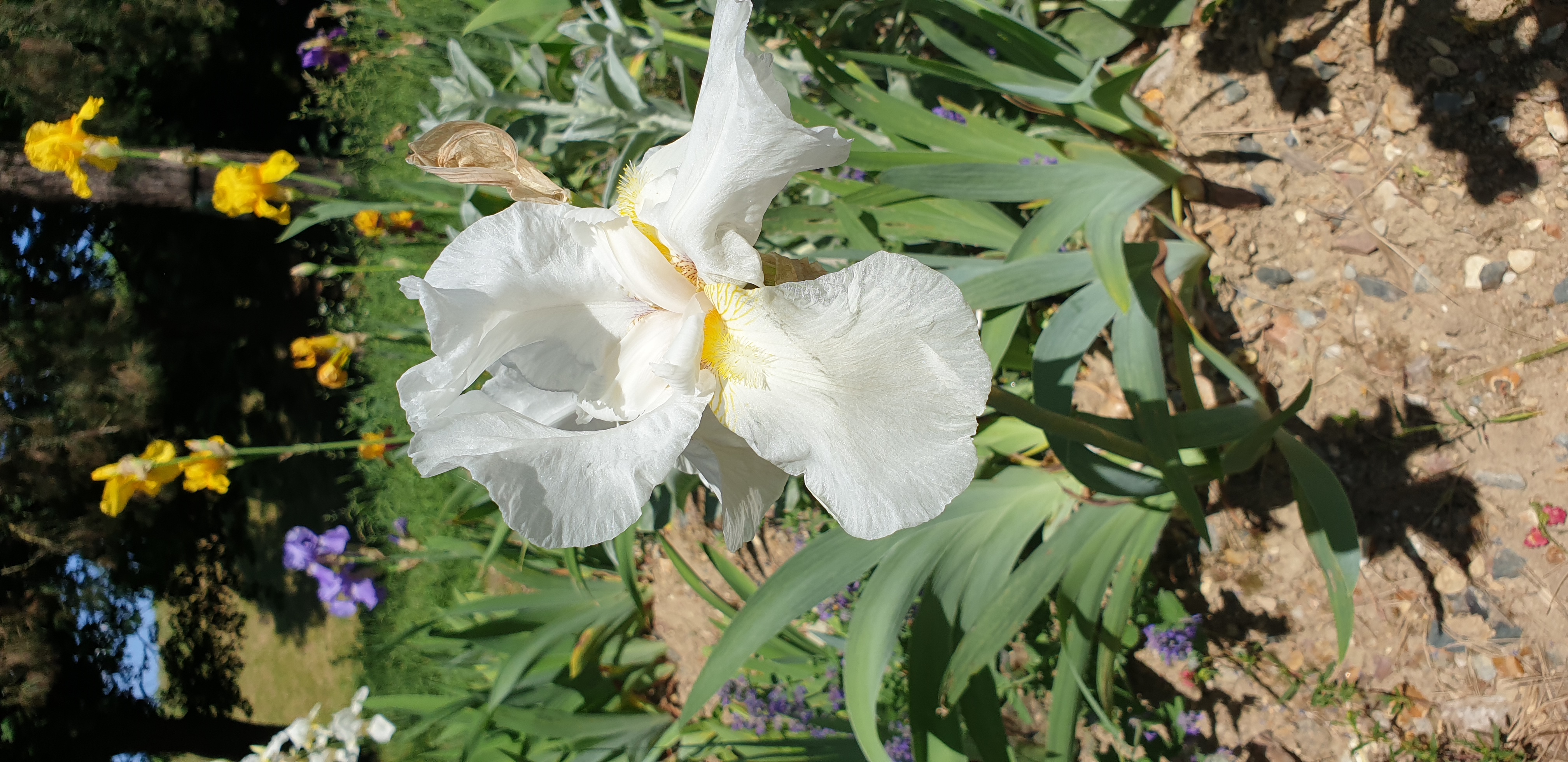 parc-floral-de-paris-iris-3.jpg