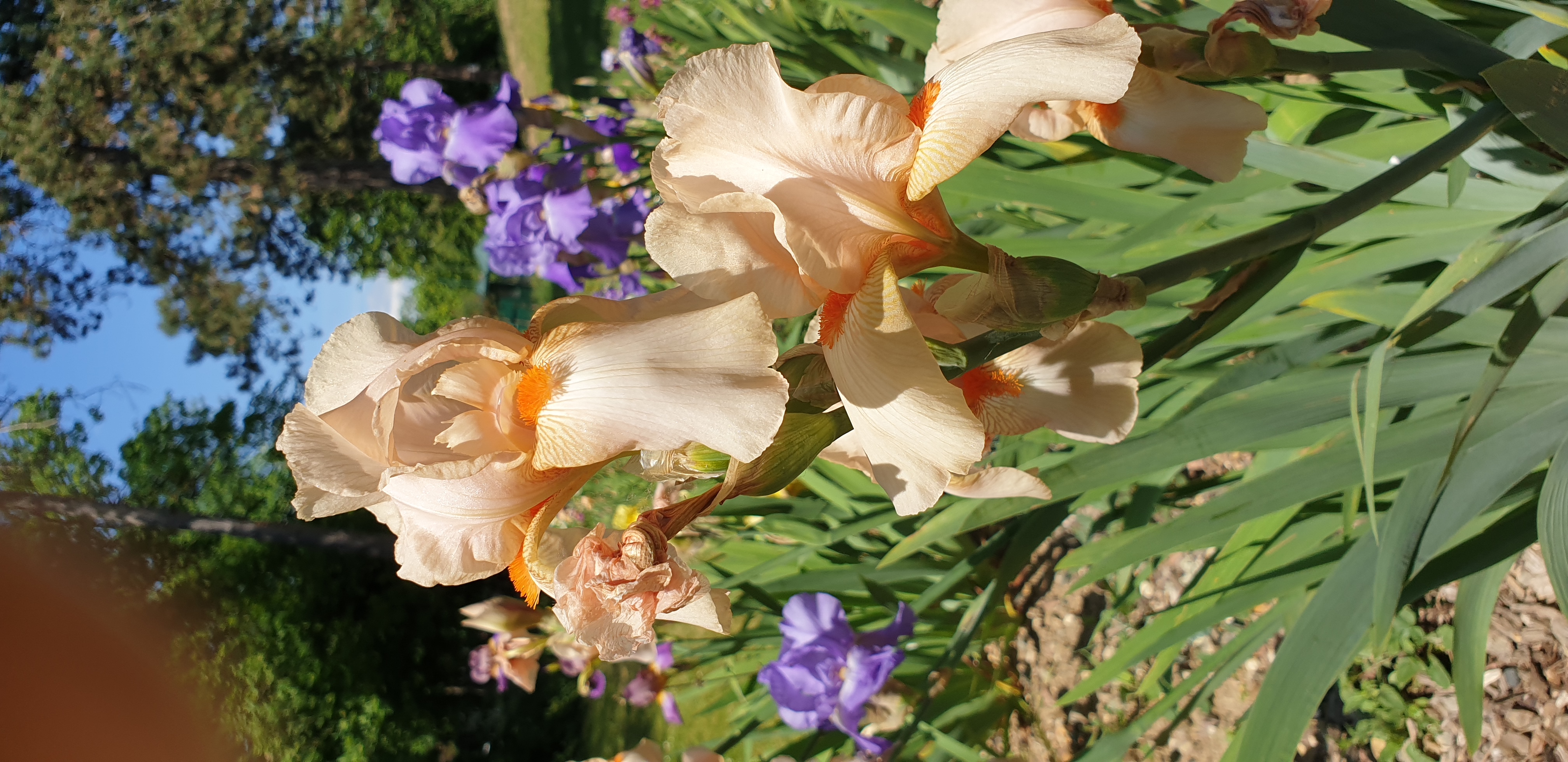 parc-floral-de-paris-iris-4.jpg