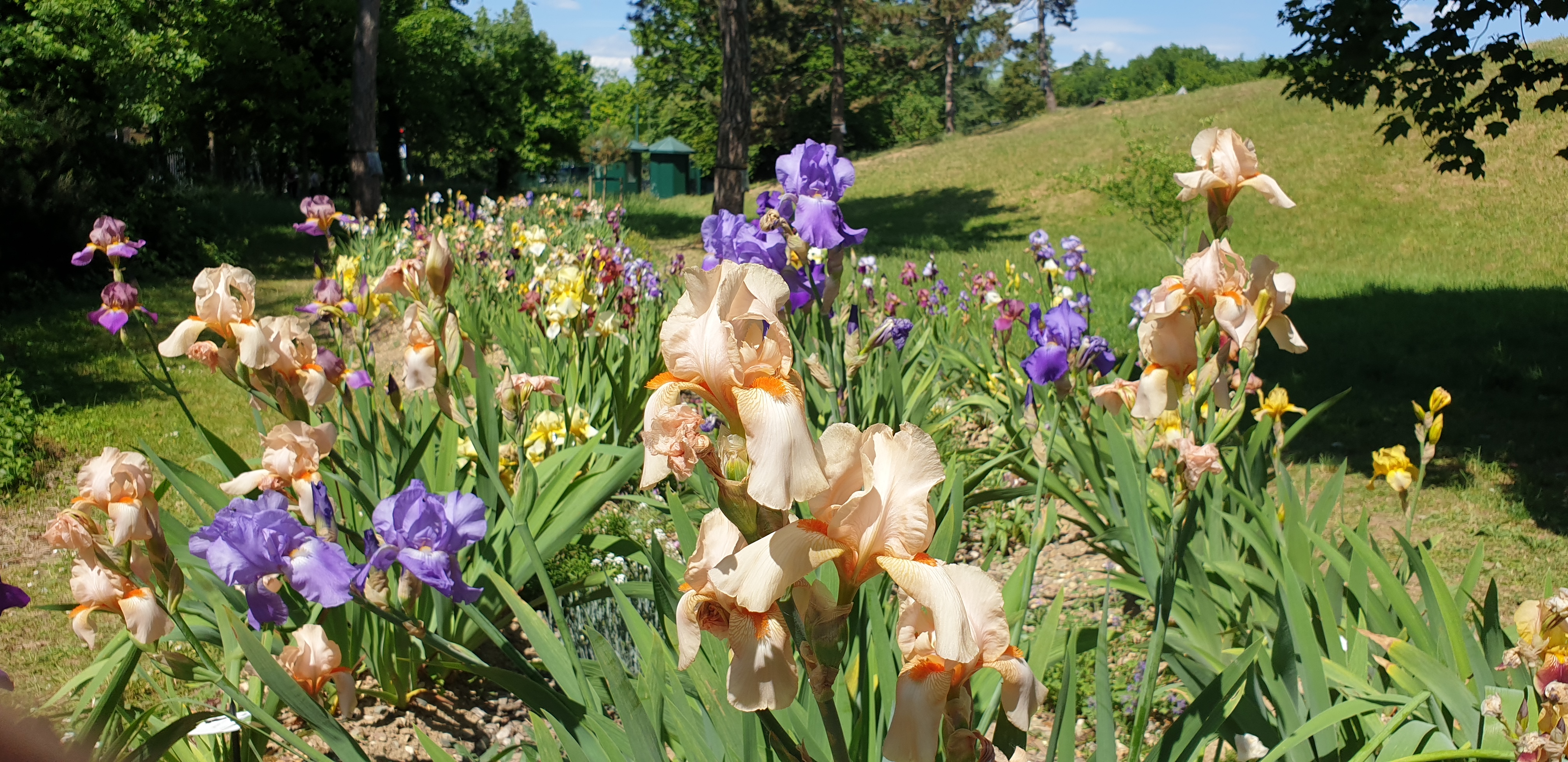 parc-floral-de-paris-iris-5.jpg