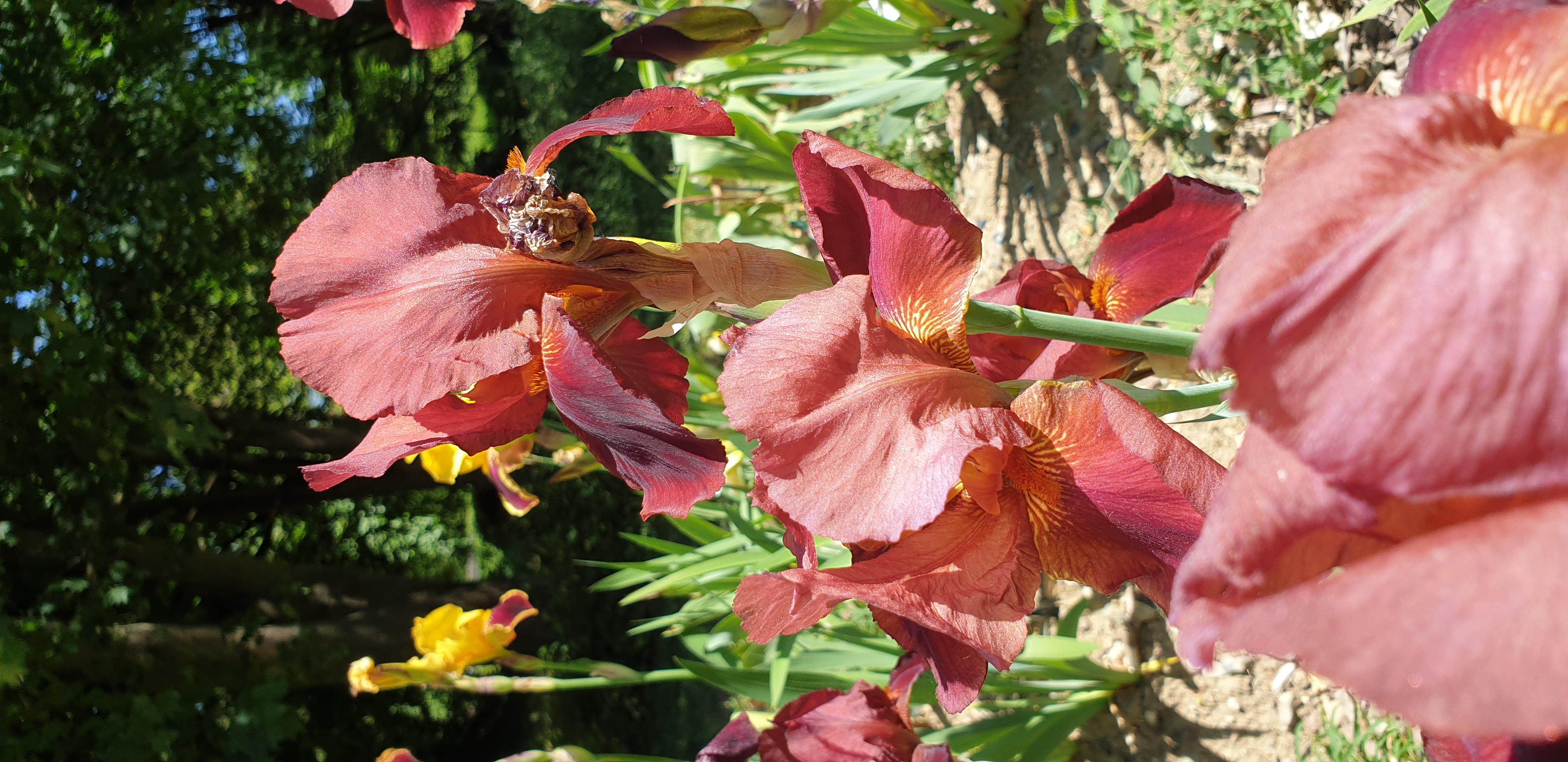 parc-floral-de-paris-iris-6.jpg