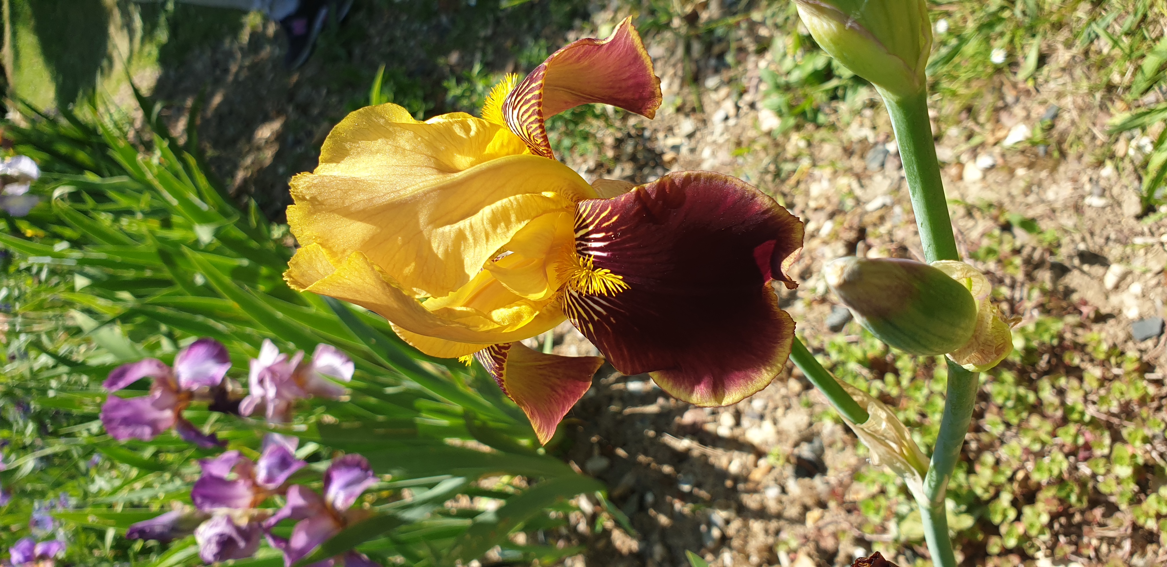 parc-floral-de-paris-iris-7.jpg