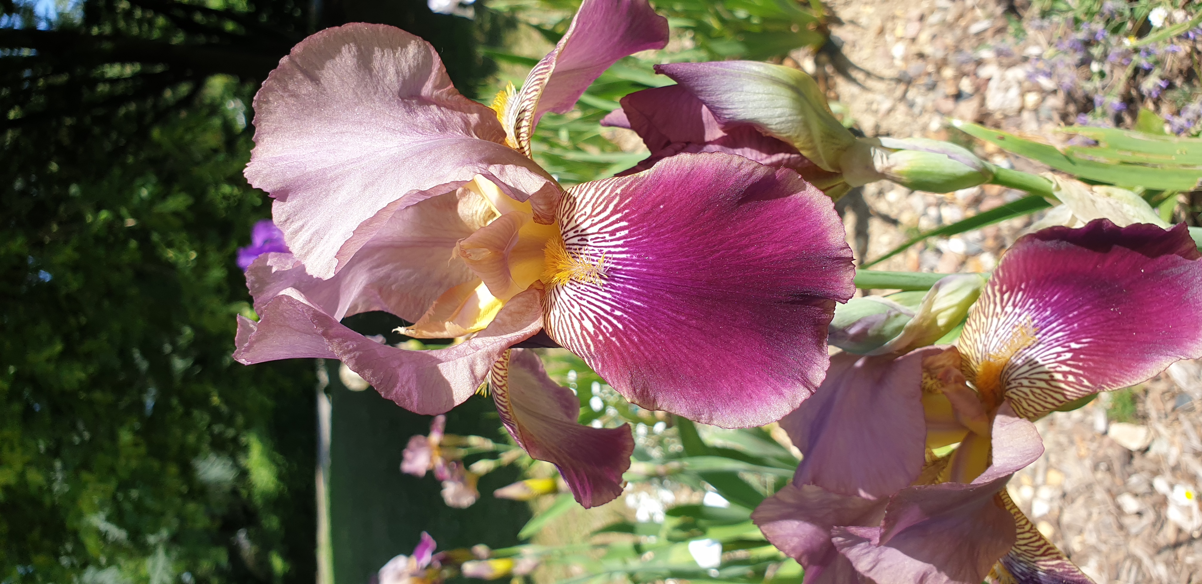 parc-floral-de-paris-iris-8.jpg