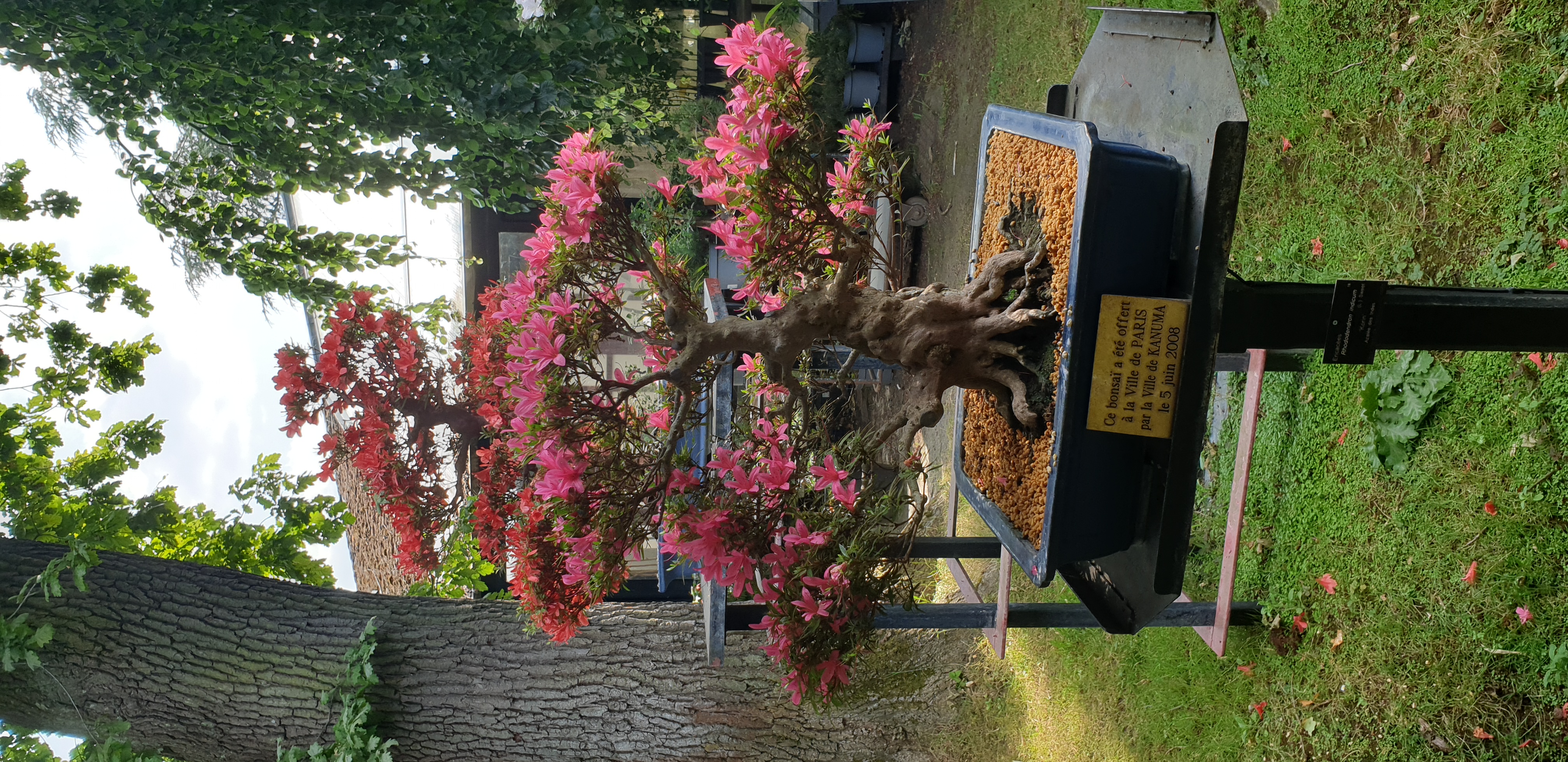 bonsais-parc-floral-paris-4.jpg