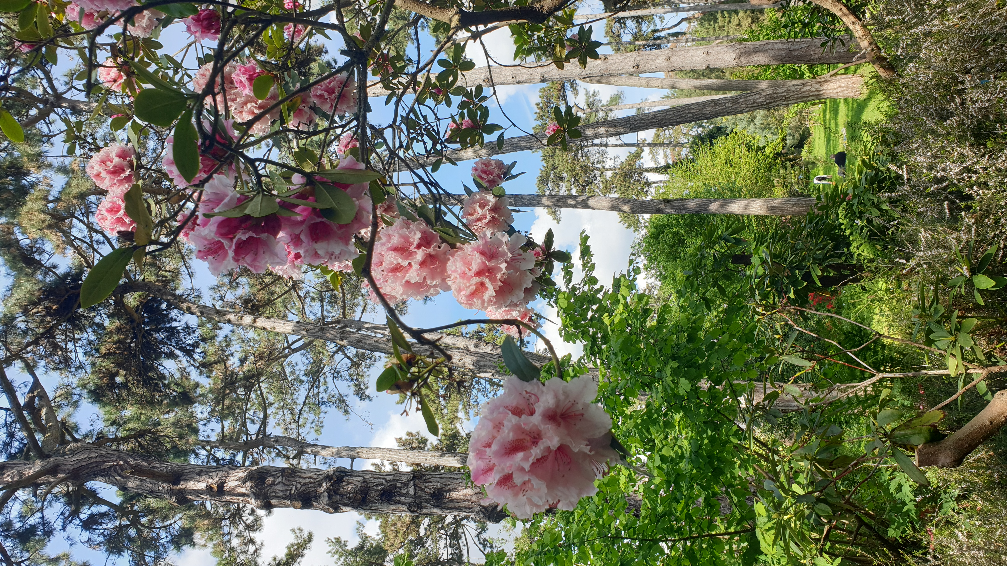 rhododendrons-parc-floral-de-paris-2.jpg