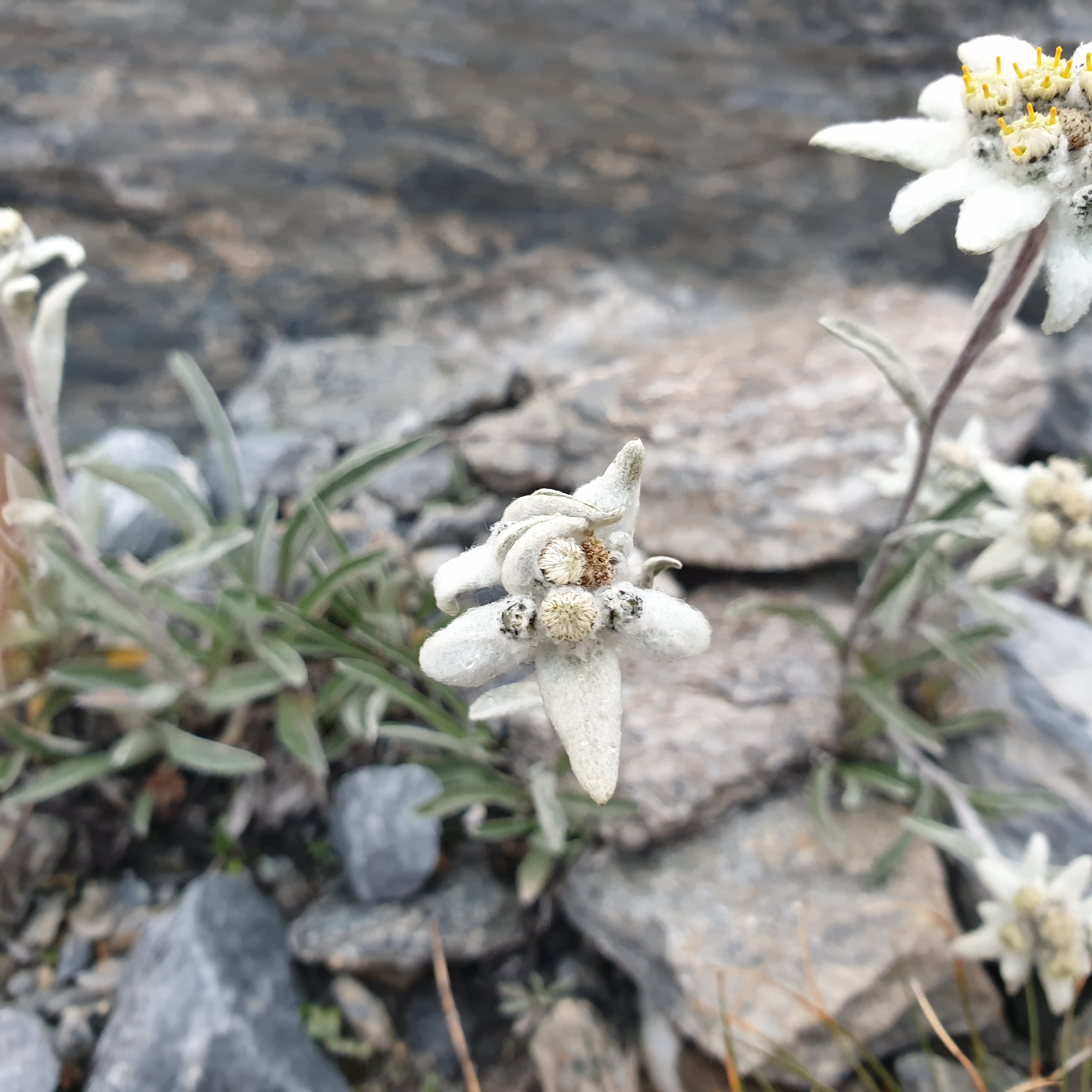 edelweiss-cabane-FXB-panossiere.jpg