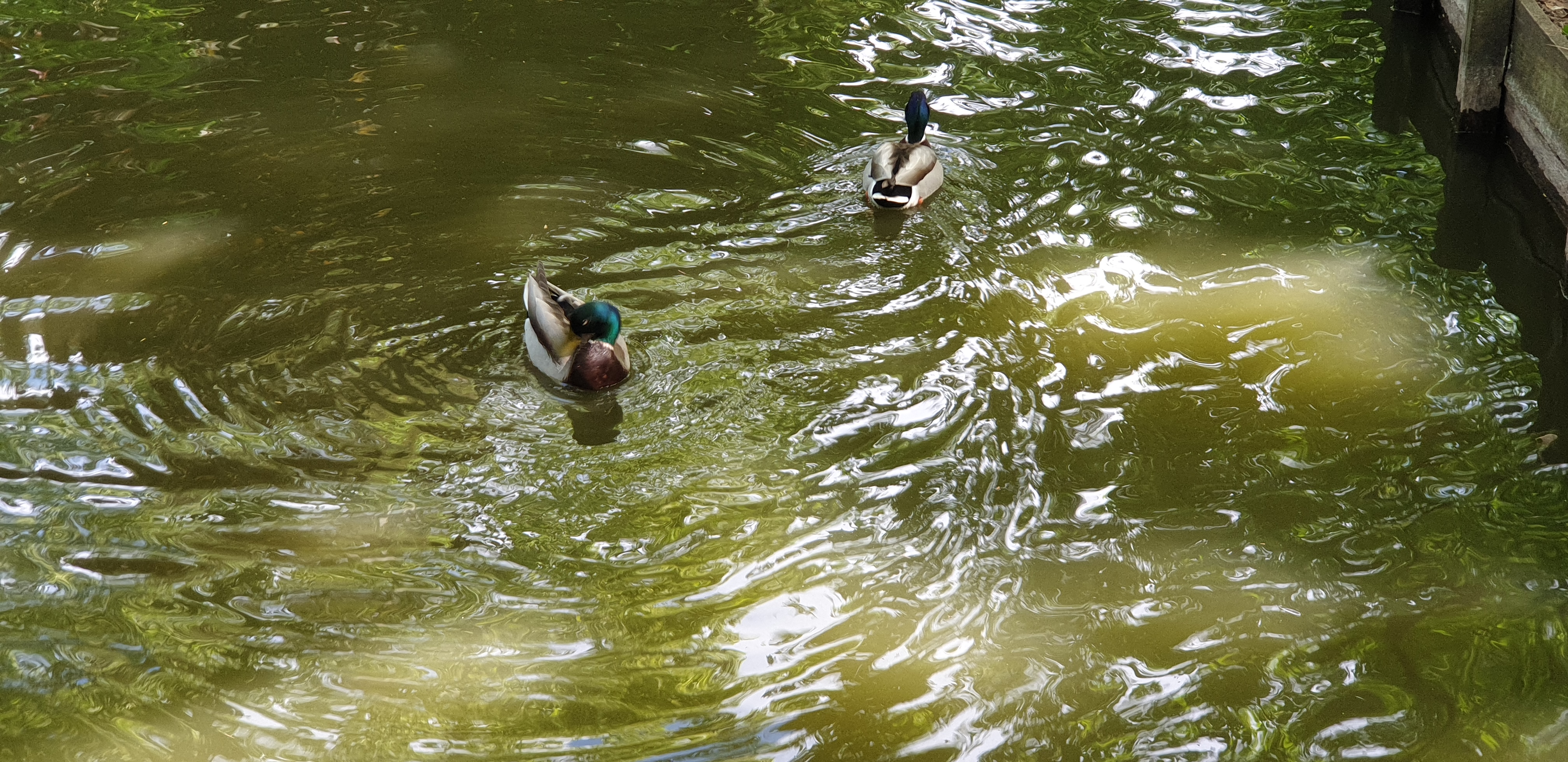 jardin-des-plantes-toulouse-canard.jpg