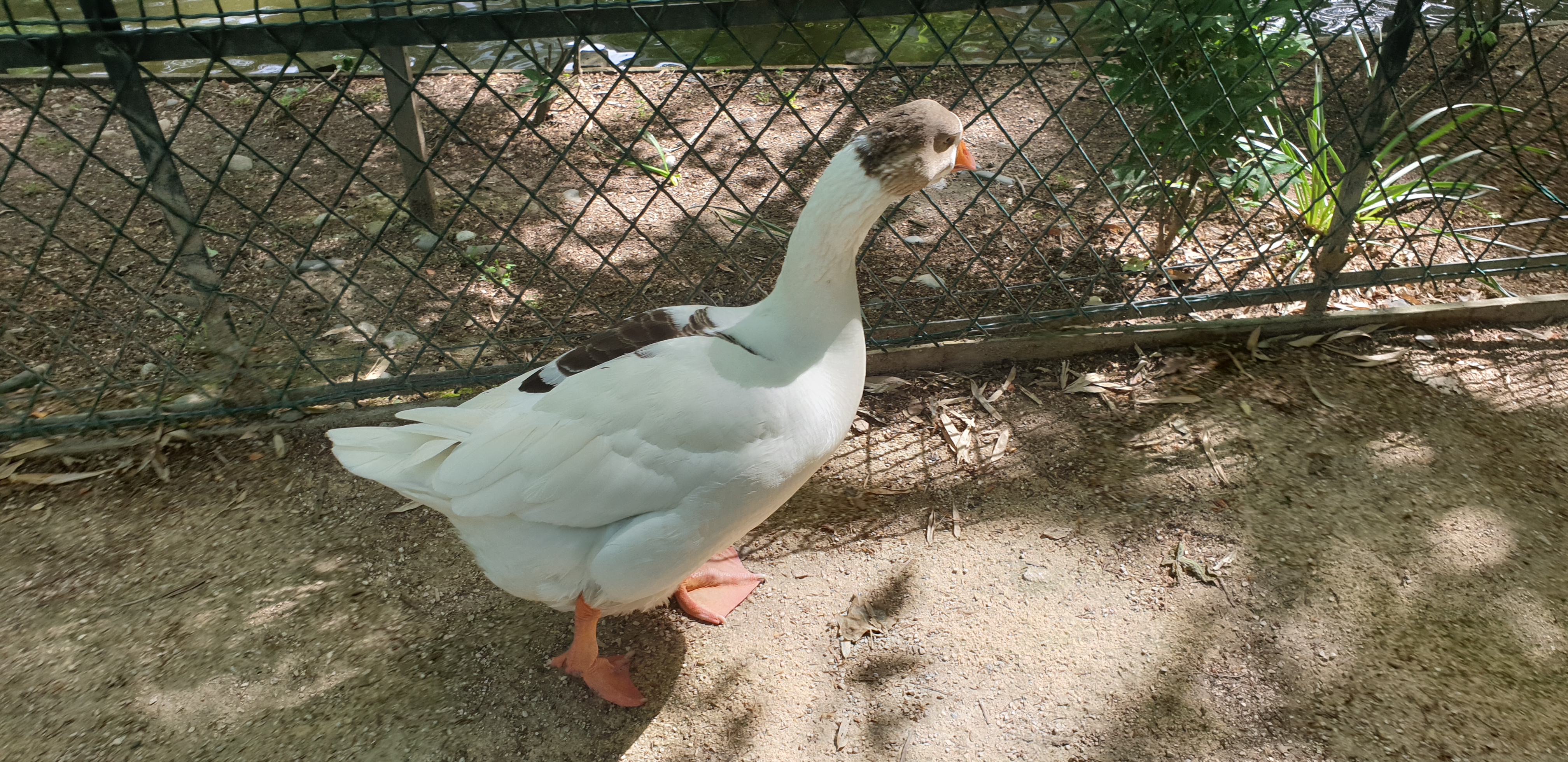 jardin-des-plantes-toulouse-oie.jpg